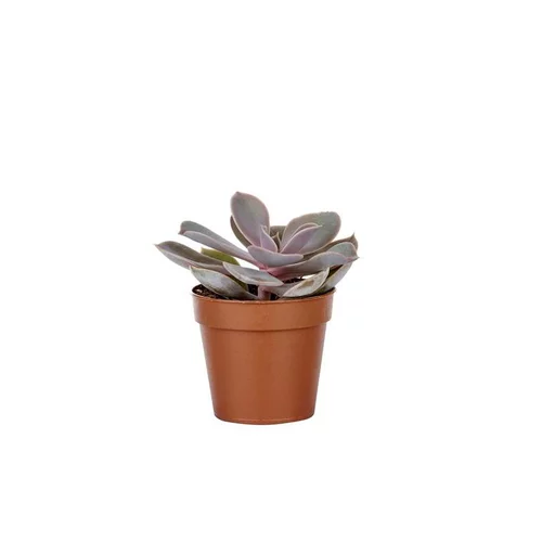 Facile dehors：Plante grasse botanic® – Pot 5.5 cm