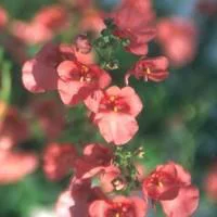 Choix utile：Diascia - Le pot de 10.5 cm