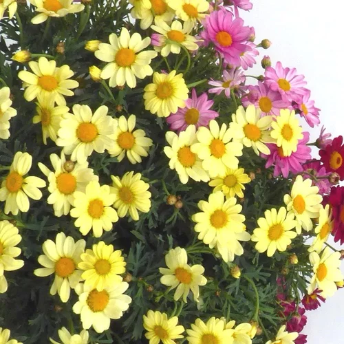 Essentiel extérieur：Anthemis Buisson Tricolor. Le pot de 14 cm