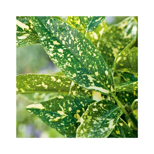 L’esprit jardin:Aucuba Japonica Crotonifolia jaune en pot de 3 L