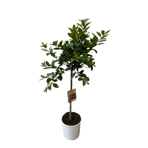 Facile pour le jardin：Oranger Moro zéro résidus. Le pot de 9 litres, forme 1/2 tige