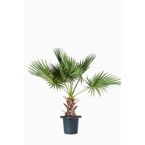 Style extérieur:Washingtonia Robusta ou Palmier du Mexique 50/60 cm en pot de 50 L