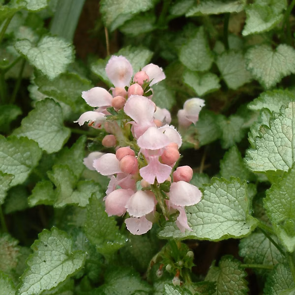 6 x Lamier tacheté 'Pink Pewter' – Lamium maculatum 'Pink Pewter' | godet 9cm x 9cm