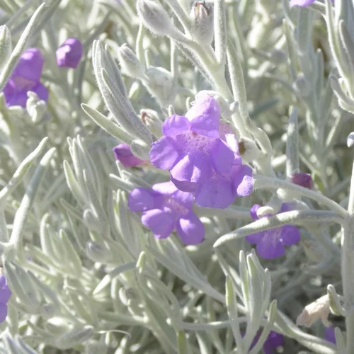Jardin quotidien：Eremophila Nivea. Le pot de 10 litres