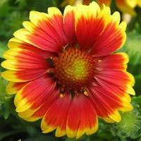 La solution pour votre jardin:Gaillarde vivace - Le pot de 4 litres