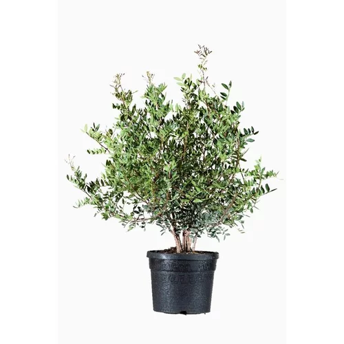 Pour un jardin plus agréable:Durenta Plumieri multi pieds en pot de 20 L bleu