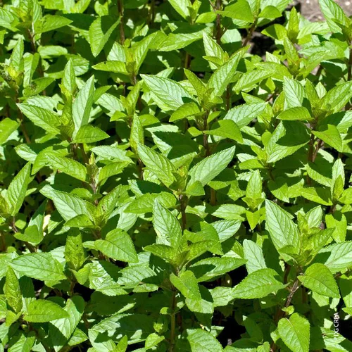 Pour un extérieur à votre image：Menthe Orange Bio. Le pot de 1 litre