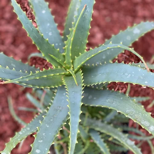 Loisirs jardin:Aloé arborescens. Le pot de 3 litres