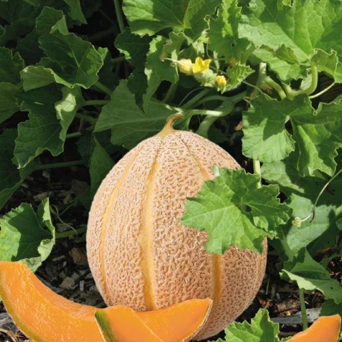 Déco extérieur：Melon Hales'S Best Jumbo Bio. La barquette de 3 plants