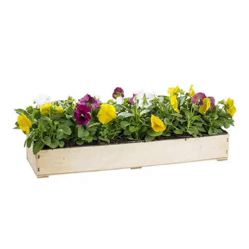 Sélection extérieure：Pensée à grandes fleurs - La cagette de 14 plants