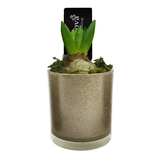 Pratique dehors:Jacinthe en pot. La composition décorative de 11 cm