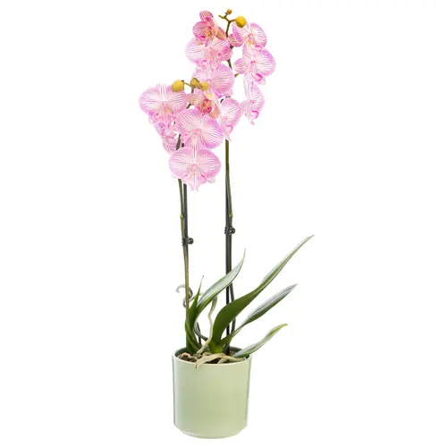 Jardin chez vous：Phalaenopsis ou Orchidée Papillon 2 branches pot D.12 cm