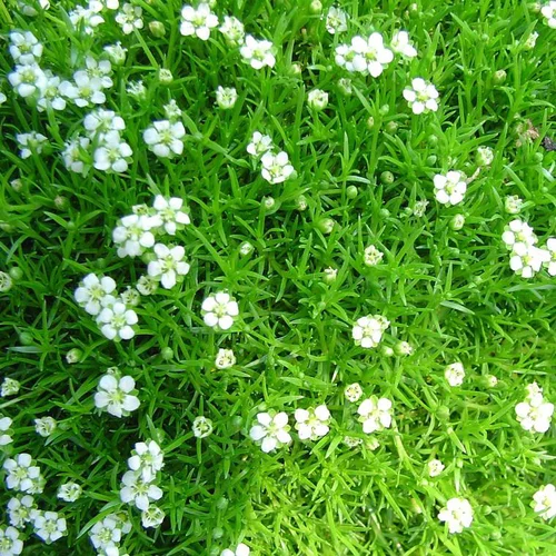 Pour votre jardin：Sagina Green Moos - Le pot de 10,5 cm