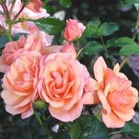 Pour un jardin agréable:Rosier Aprikola orangé. Le pot de 4 litres