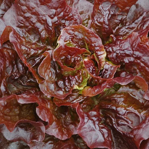 Pour valoriser votre jardin:Laitue Rouge Merveille Des 4 Saisons Bio. La barquette de 12 plants