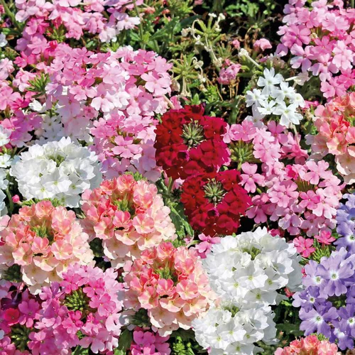 Bien pratique au jardin：Verveine erigee - La barquette de 4 plants