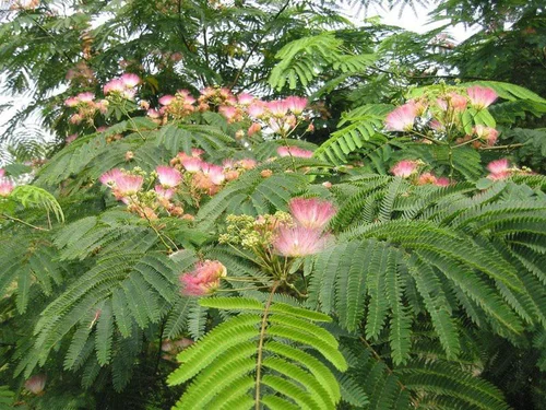 Moderne extérieur:Albizia Ombrella. Le pot de 15 litres