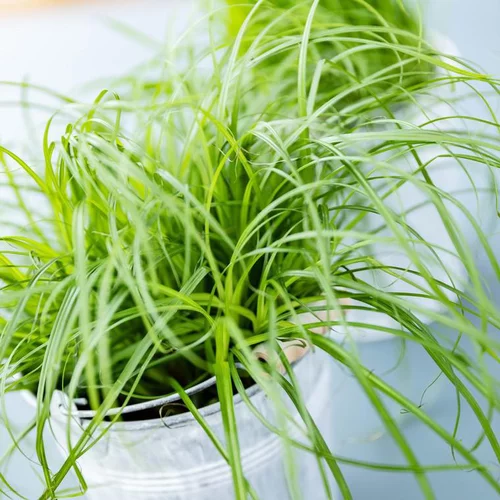 Durable au jardin：Herbe A Chat Bio. Le pot de diamètre 12 cm