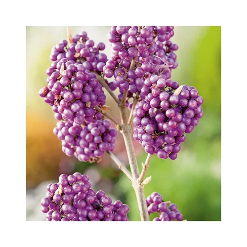 Pour valoriser votre jardin：Callicarpe de Bodinier (Arbuste aux bonbons) Imperial Pearl® violet. Le pot de 7 litres