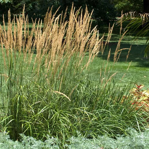 Pratique pour le jardin:Herbe-aux-Pipes Karl Foerster vert botanic®. Le pot de 7,5 litres