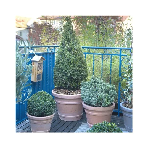 Jardin à découvrir:Arbustes variés - Avec cache pot