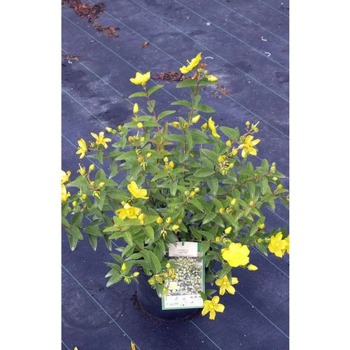 Style pour le jardin：Millepertuis Hidcote (Hypericum) jaune. Le pot de 4 litres