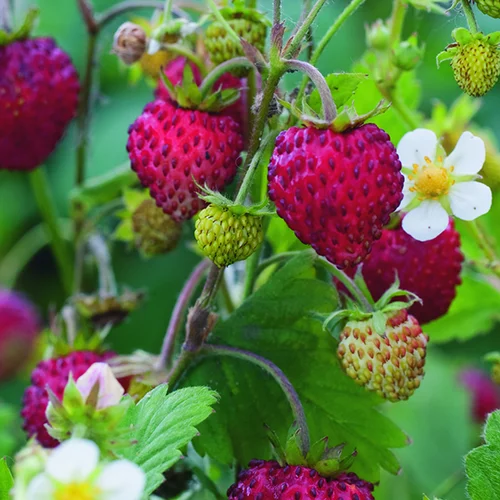Votre allié au jardin：Fraisier Des Bois Bio. La motte de 7x7 cm