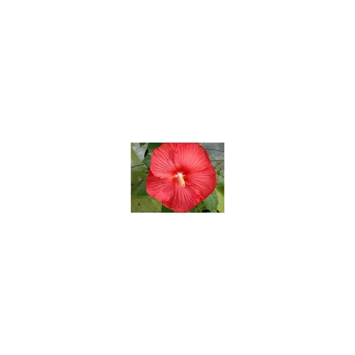 Jardin confort plus：Hibiscus Moscheutos - Le pot de 10 litres