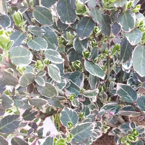 Extérieur malin：Euonymus Fortunei Emerald Gaiety panaché blanc en pot de 5 L