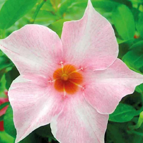 Idéal au jardin：Dipladénia Sundaville Cream Pink - Le pot de 9 x 9 cm