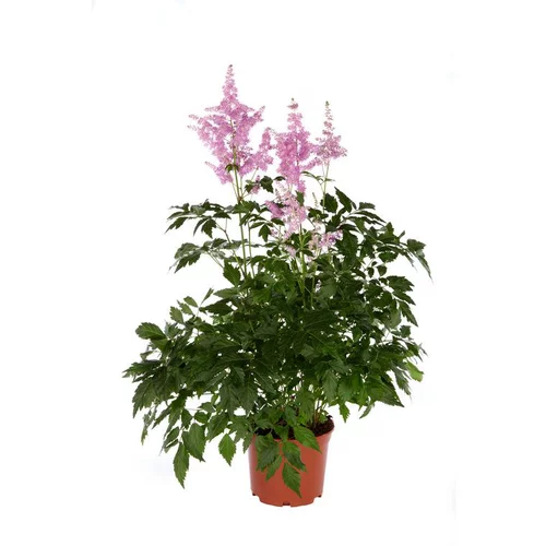 Idéal pour le jardin:Astilbe - Le pot de 1 litre