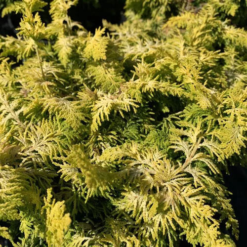 Déco pour le jardin:Cyprès du Japon Fernspray Gold sense. Le pot de 2 litres