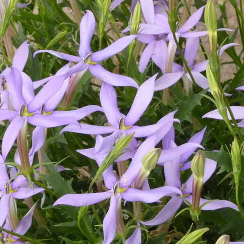 Les essentiels du jardin:Isotoma - Le pot de 3 litres