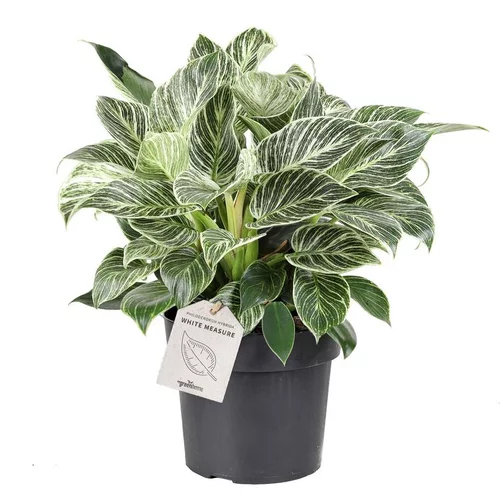 Jardin & déco:Philodendron White Measure. Le pot Ø 17 cm