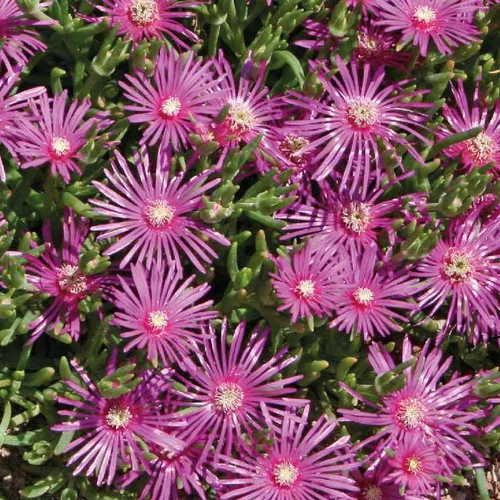 Votre allié au jardin：Delosperma Cooperii - Le pot de 9 x 9 cm