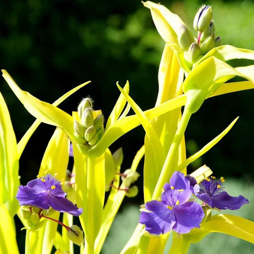 Idée au jardin：Ephémère de Virginie sweet kate bleue en pot de 2 L