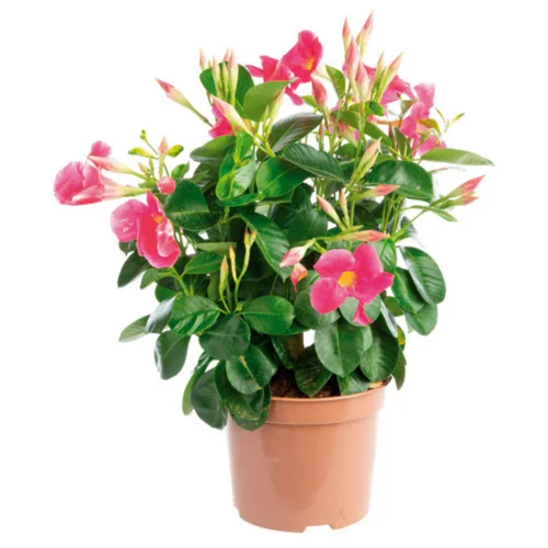 Jardin confort:Dipladénia buisson grande fleur rose – le pot de 2,5 litres