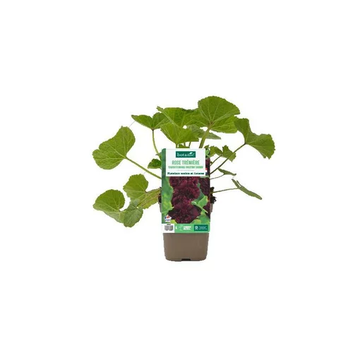 Jardin facile:Rose trémière ‘Chater’s double Chestnut Brown’ - Le pot de 1 litre