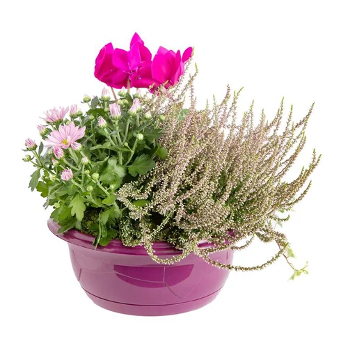 Pour créer votre espace extérieur：Composition d'extérieur mélange violet rose - La coupe de 24 cm