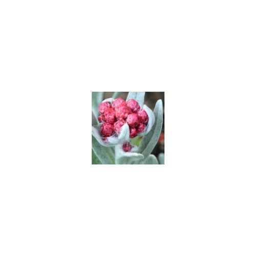Pour un jardin bien organisé:Helichrysum Amorginum - Le pot de 2 litres