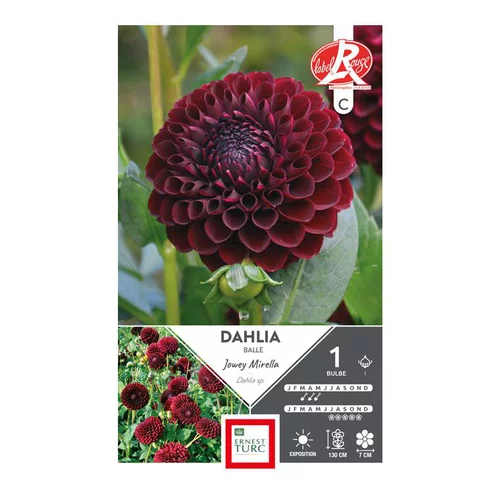Essentiel extérieur:Dahlia balle Jowey Mirella rouge noir Ernest Turc - 1 bulbe