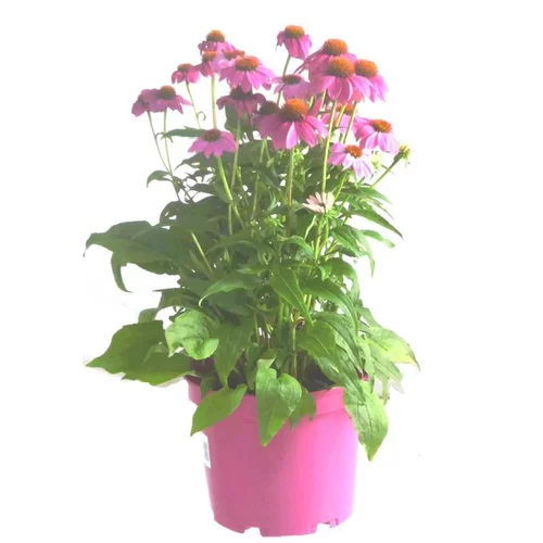 Pour plus de confort à l’extérieur:Echinacea Pow Wow Wild Berry (Rose) - Le pot de 4 litres