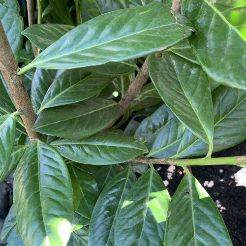 Idée pour le jardin:Laurier cerise ou Laurier palme Novita vert