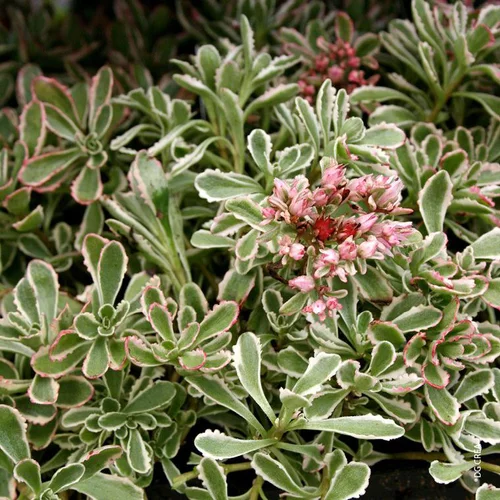 Conçu pour le jardin：Sedum Spurium 'Variegatum' - Le pot de 1 litre