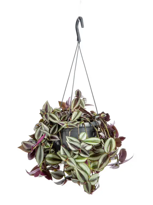 Pour vos projets:Misère pourpre (Tradescantia zebrina) violet. La suspension Ø 14 cm