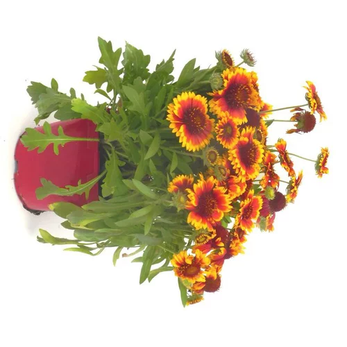 Sélection malin：Gaillarde vivace - Le pot de 3 litres