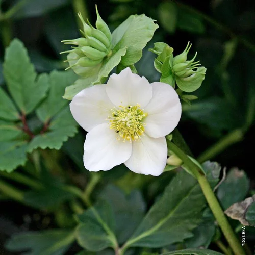 Adapté à vos extérieurs：Helleborus Niger - En verrerie carrée