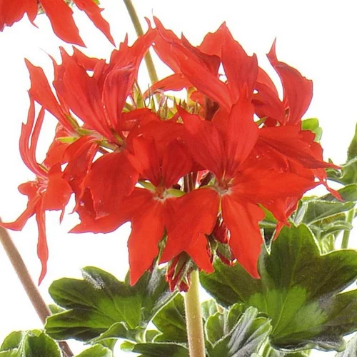 Jardin qualité:Géranium Zonal à fleurs étoilées multicolores - Le pot de 4,5 litres