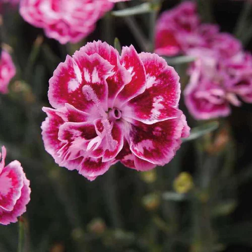 Une sélection pour le jardin：Oeillet Mignardise violet - Le pot de 9 x 9 cm