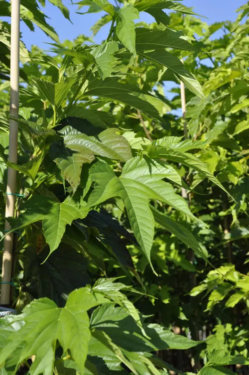 Espace vert utile：Mûrier platane ‘Fruitless’ botanic® vert. Le pot de 15 litres